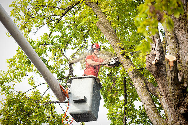 Best Tree Stump Removal  in Rupert, ID